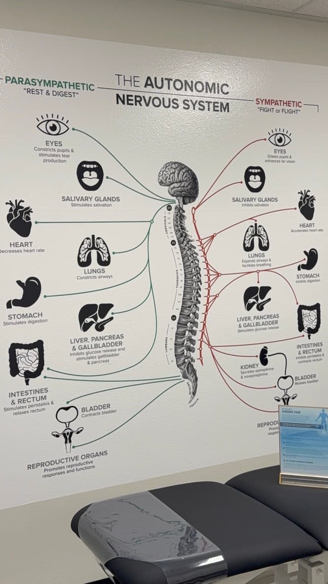The Autonomic Nervous System chart in a Tailored Touch treatment room, beside an adjustment table
